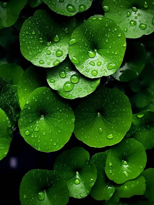 Centella Asiatica (CICA) Extract