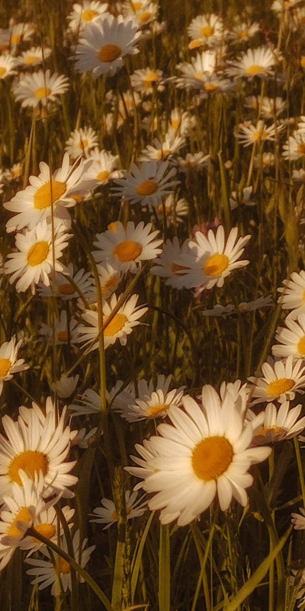 Chamomile Extract
