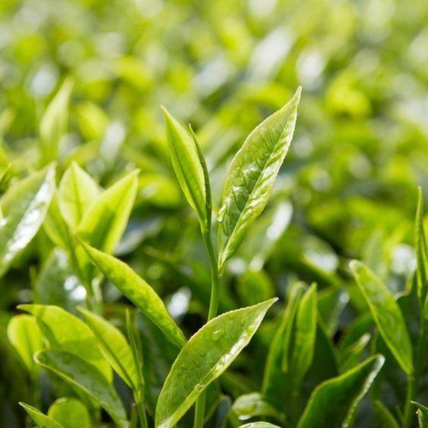 Green Tea Extract