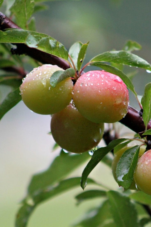 Kakadu Plum Extract