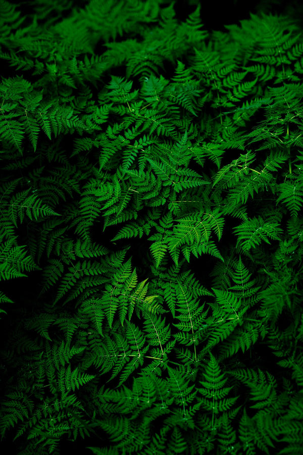 Neem Extract
