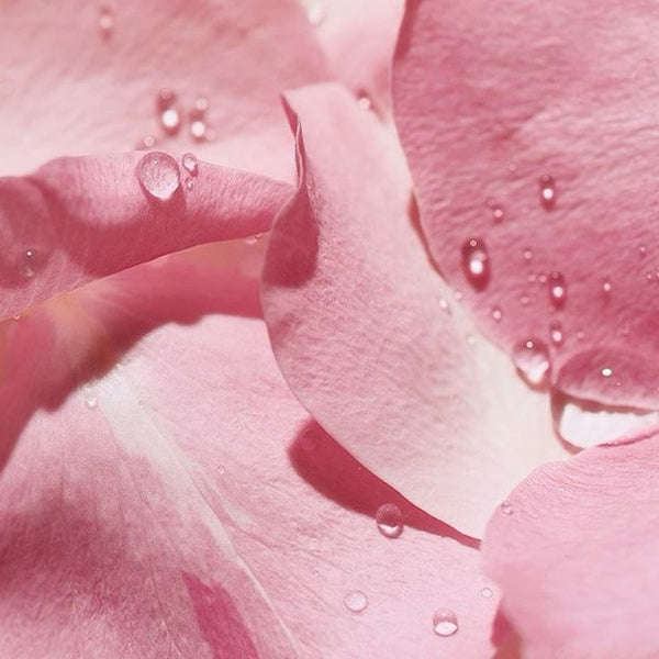 Rose Water Extract