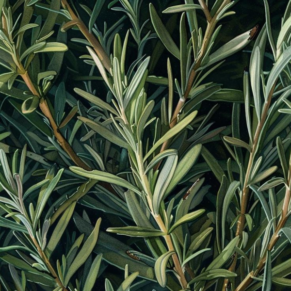 Rosemary Extract