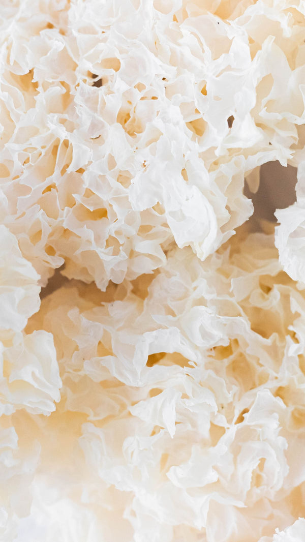 Tremella Mushroom Extract